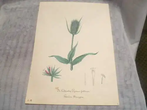 Hartmann Johann  Wilhelm Johann Daniel 1793 – 1862 Aquarell Pflanzen hier: Die Tuchkarten Dipsacus fullönum  ca um 1835 gemalt 