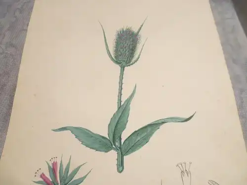 Hartmann Johann  Wilhelm Johann Daniel 1793 – 1862 Aquarell Pflanzen hier: Die Tuchkarten Dipsacus fullönum  ca um 1835 gemalt 