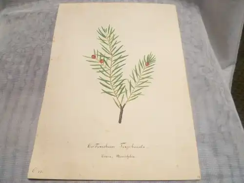 Hartmann Johann  Wilhelm Johann Daniel 1793 – 1862 Aquarell Pflanzen hier: Der Taxusbaum  ca um 1835 gemalt 