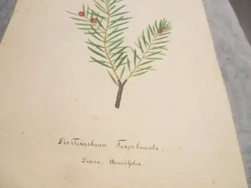Hartmann Johann  Wilhelm Johann Daniel 1793 – 1862 Aquarell Pflanzen hier: Der Taxusbaum  ca um 1835 gemalt 