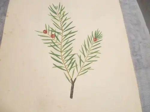 Hartmann Johann  Wilhelm Johann Daniel 1793 – 1862 Aquarell Pflanzen hier: Der Taxusbaum  ca um 1835 gemalt 