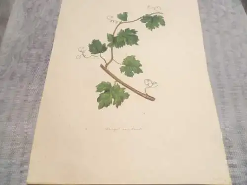 Hartmann Johann  Wilhelm Johann Daniel 1793 – 1862 Aquarell Pflanzen hier: Wilder Wein ??  ca um 1835 gemalt 