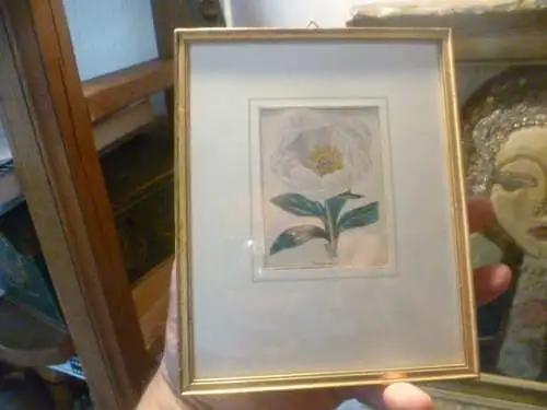 Stahlstich Pfingstrose Paeonia edulis Provenienz: Helber Kunsthandlung Pforzheim Originaler vergoldeter Gemälderahmen . Maße gerahmt: 14cm X 18 cm