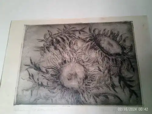 " Silberdisteln" Anne Höfinger Radierung signiert originale Rahmung : 47 x 40 cm