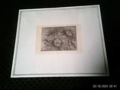 " Silberdisteln" Anne Höfinger Radierung signiert originale Rahmung : 47 x 40 cm