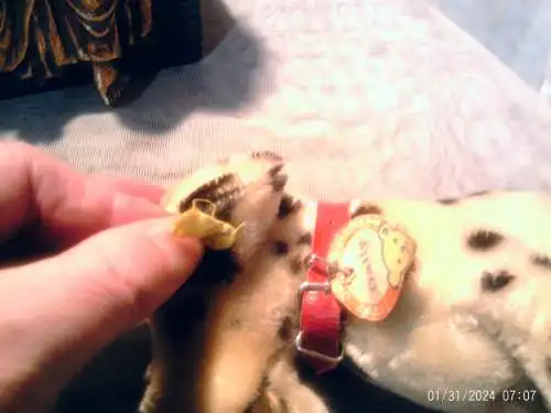 Alter Steiff Hund - Dalmatiner Dally - 17 cm - Knopf + Fahne + Halsband von 1963 unbespielter originaler Zustand !