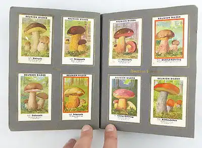Sammelalbum: Zigarettenfabrik Reunion Einheimische Pilze 96 essbare Pilze e852