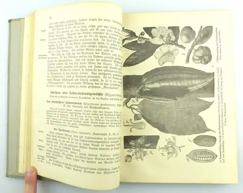 e6113 Buch: Grundzüge der Pflanzenkunde für höhere Lehranstalten Leipzig 1928