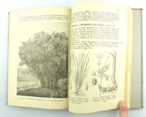 e6113 Buch: Grundzüge der Pflanzenkunde für höhere Lehranstalten Leipzig 1928