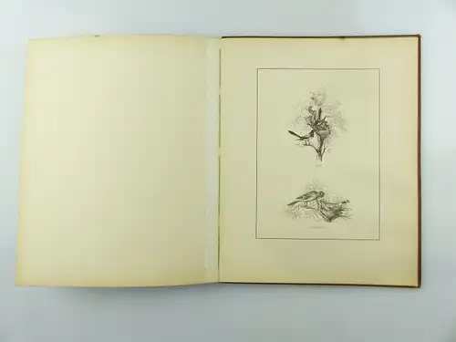 #e8740 Altes Buch von 1870 Heimische Vögel von Hugo Bürkner mit 50 Holzschnitten