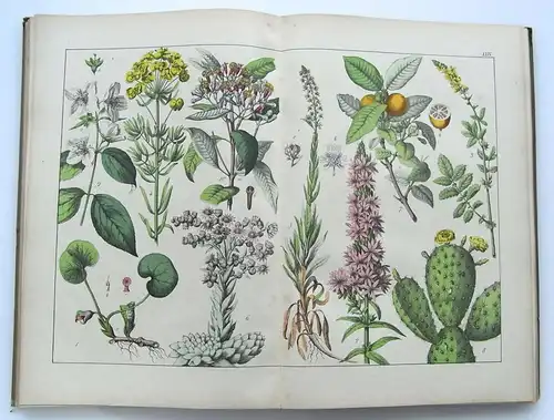 Buch Naturgeschichte des Pflanzenreiches 1874