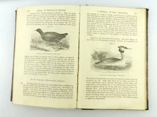 Buch: Prospectus Das Buch der Natur Februar 1875 mit Holzstichen e1177