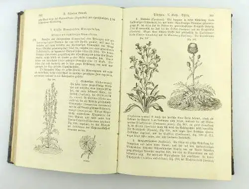 Buch: Prospectus Das Buch der Natur Februar 1875 mit Holzstichen e1177