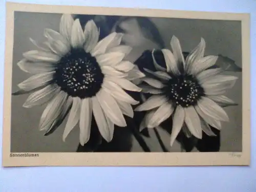 Sonnenblumen Sonnenblume Blumen Blume Popp Popp-Verlag Heidelberg (ungelaufen) Postkarte
