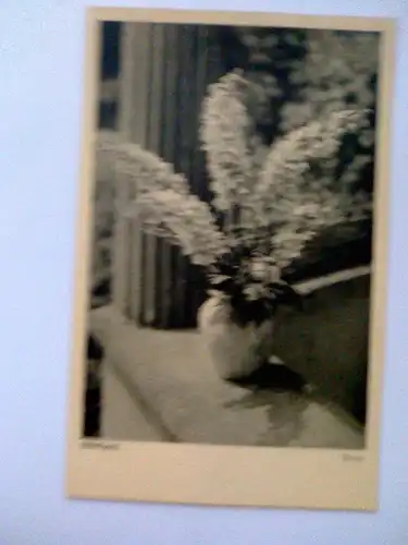 Rittersporn Blumen Blume Vase Popp Popp-Verlag Heidelberg (ungelaufen) Postkarte