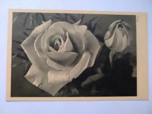 Rosen Rose Blumen Blume Popp Popp-Verlag Heidelberg (ungelaufen) Postkarte