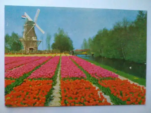 Lisse Keukenhof - Gartenanlage Tulpen Windmühle Holland Niederlande (ungelaufen) Ansichtskarte