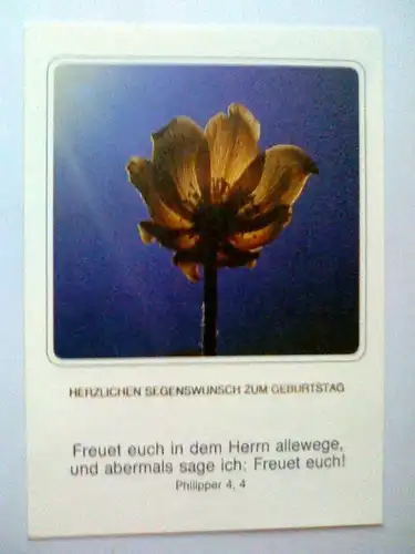 Schwefelanemone im Gegenlicht - Herzlichen Segenswunsch zum Geburtstag + Spruch (ungelaufen) Postkarte / Glückwunschkarte