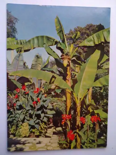 Mainau - Insel Mainau im Bodensee - Bananenstauden mit Blüte und Früchten etc. - Baden-Württemberg (ungelaufen, aber 1967 mit einem Datum beschriftet) Ansichtskarte