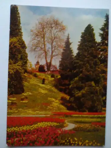 Mainau - Insel Mainau im Bodensee - Tulpen an der Frühlingsstraße Fruehlingsstrasse - Baden-Württemberg (gelaufen) Ansichtskarte