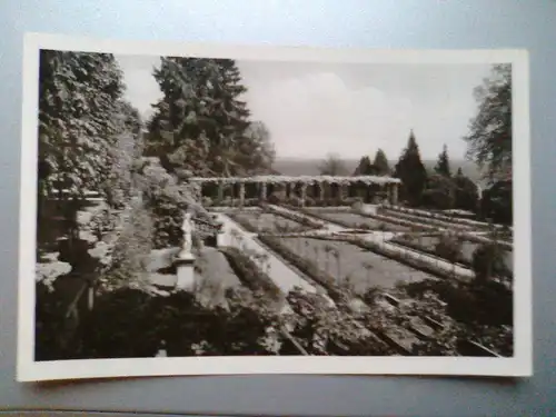 Mainau - Insel Mainau im Bodensee - Rosengarten - Echtes Foto - Baden-Württemberg (ungelaufen) Ansichtskarte