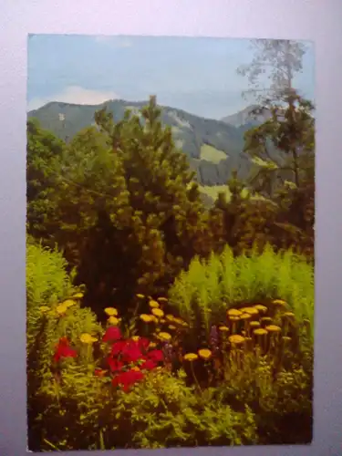 Blumenwiese und Berge - Stempel Hoya (1970 gelaufen) Ansichtskarte