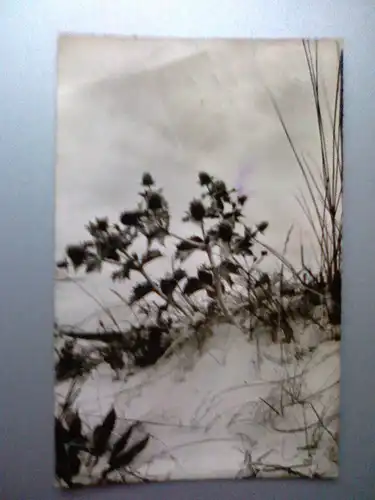 Langeoog - Stranddistel - Nordseebad Langeoog - Niedersachsen (1965 gelaufen, inzwischen ohne Briefmarke, Eckknick links oben) Ansichtskarte