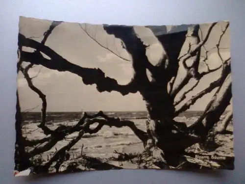 Baum - Bizarre Bäume / Baeume (am Meer) - Stempel Barth (ca. 1960 gelaufen, unten links leicht beschädigt) Ansichtskarte