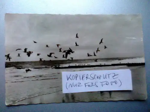 Sylt - Möwen am Meer - Schleswig-Holstein (gelaufen) Ansichtskarte