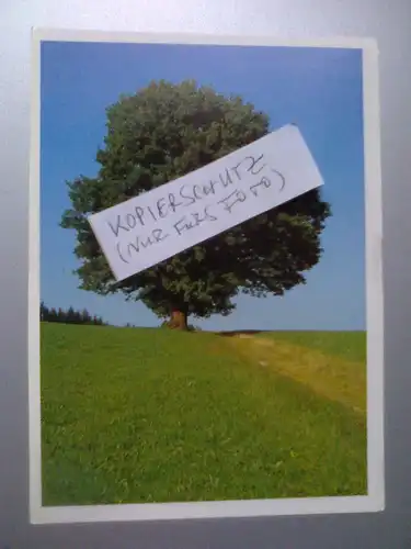 Baum - Frau und Mutter-Kalender 1995 (1995 gelaufen) Ansichtskarte