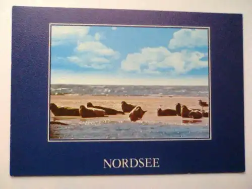 Nordsee - Seehunde - Kunstkarte 5017 - Verlag Lübeck (ungelaufen) Ansichtskarte