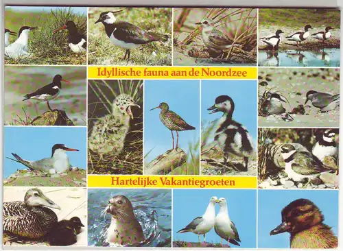 Nordsee - Fauna - Vogel Vögel etc.  (1980 beschriftet) AK Ansichtskarte