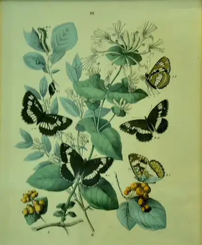 Lithografie,handkoloriert, Schmetterlinge,19.Jhdt,gerahmt.