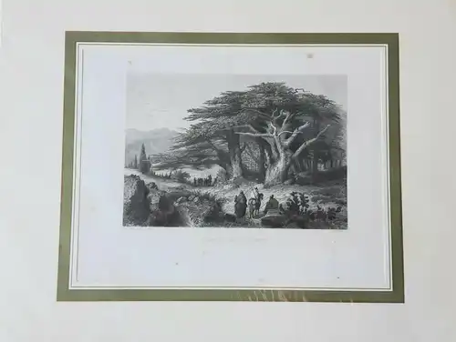 Stahlstich, Cedern des Libanon, Jahr 1845, gerahmt, im Passepartout 34cm x 26cm