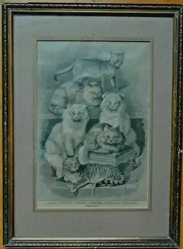 Original-Holzstich „Katzenrassen“ nach Jean Bungartz (1854-1935) im Passepartout