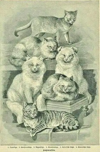 Original-Holzstich „Katzenrassen“ nach Jean Bungartz (1854-1935) im Passepartout