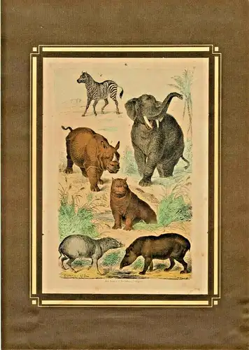 Colorierte Original-Lithographie mit Tierdarstellungen von Christian Votteler