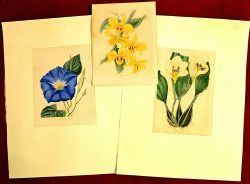 3 St.Grafik,Botanik,kol.Lithografien,Dendrobium,Maxillaria Harrisonia,Ipomea