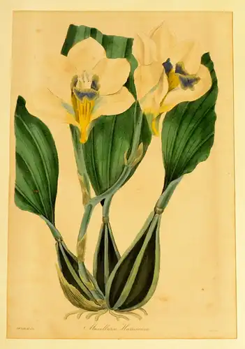 3 St.Grafik,Botanik,kol.Lithografien,Dendrobium,Maxillaria Harrisonia,Ipomea