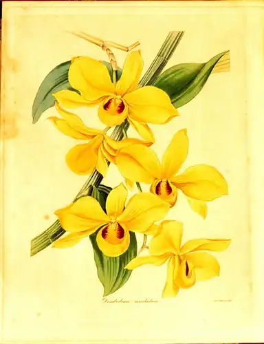 3 St.Grafik,Botanik,kol.Lithografien,Dendrobium,Maxillaria Harrisonia,Ipomea