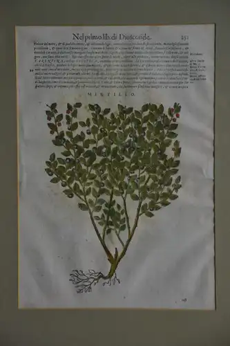 Holzschnitt, woodcut, Discorsi del Matthioli, Pietro Andrea, 16 Jh., Mirtillo