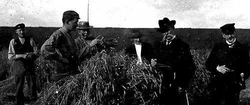 Fotografie,gebräunt,Weizenernte,ca 1920