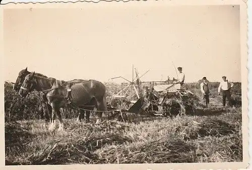 Fotografie, s/w, Bauern mit früher Erntemaschine, wohl 1920/30