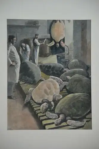 Kupferstich koloriert, Schildkröten-Schlachter/Metzger, etwa 1900