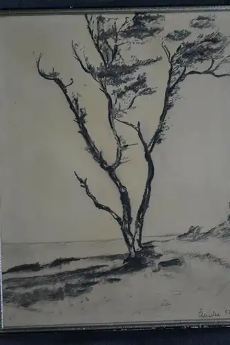 Kohlezeichnung, Baum, Steinke, 1952