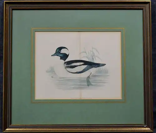 Kupferstich, altkoloriert,Buffel Headed Duck, Ente,etwa 1870