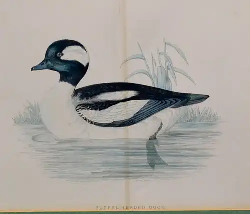 Kupferstich, altkoloriert,Buffel Headed Duck, Ente,etwa 1870