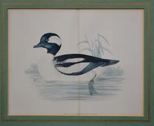 Kupferstich, altkoloriert,Buffel Headed Duck, Ente,etwa 1870