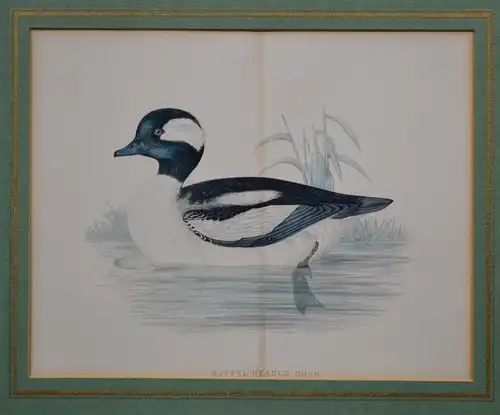 Kupferstich, altkoloriert,Buffel Headed Duck, Ente,etwa 1870