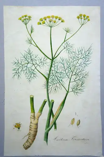 Kupferstich,koloriert,Fenchel, Anethum foeniculum, 19.Jh.